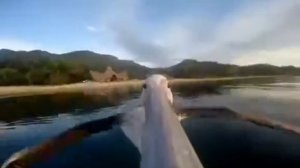 Полёт Пеликана