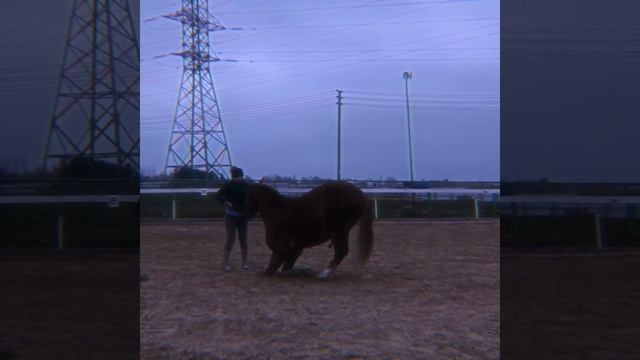 коноблог: работа в руках//natural horsemanship смотреть онлайн