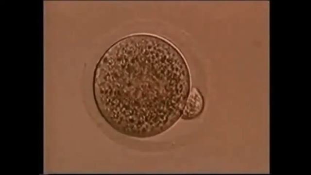 Harlem shake microbio ver 480p смотреть онлайн