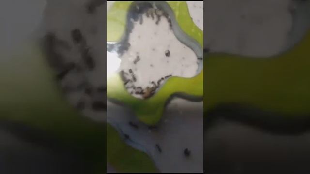 это мои муравьи видео с заданием смотреть онлайн