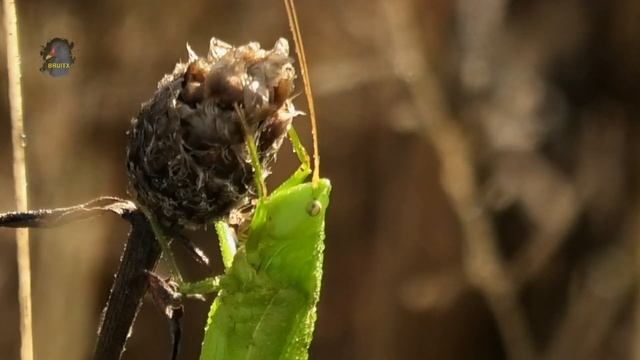 CONOCÉPHALE Gracieux/Automne/Ruspolia nitidula ! BRUITX смотреть онлайн