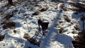 Охота на зайца с ягдтерьером ноябрь 2023. Добираемся на охоту на мотоцикле эндуро!!!