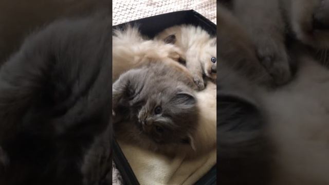 Пушистый комочек из котят манчкин смотреть онлайн