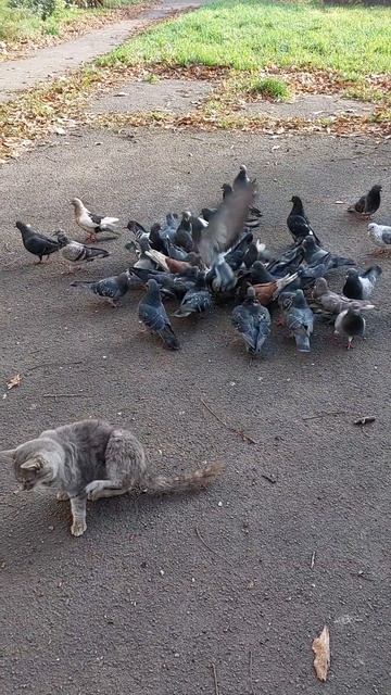 Медитация на дерево или голуби за спиной! смотреть онлайн