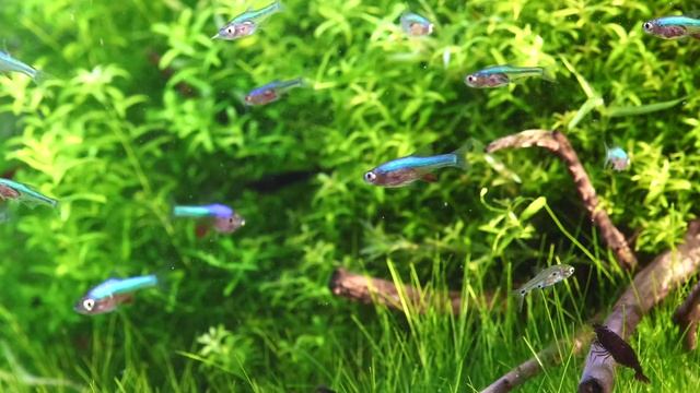 Sundadanio axelrodi смотреть онлайн