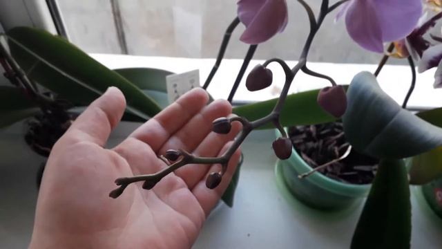 ВЛОГ .Убрала тёплые вещи. Как свернуть куртку. Вакуумный пакет.Персик снова каскадер🙀.Орхидеи.