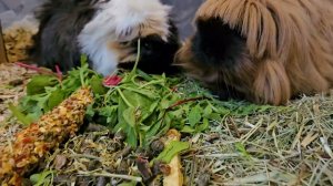 Морские свинки, Кики и Брани