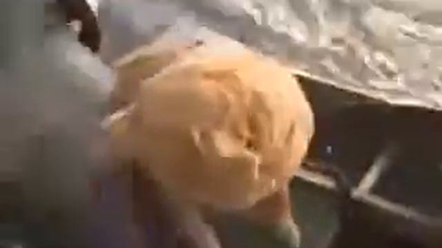 Бешеный ГУСЬ!Новинка 2019! смотреть онлайн