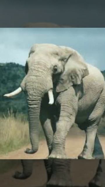 दुनिया 🌍🌎के 5 सबसे Dangerous🐍🐍🐍 सांप 😱😱😱🧐|| 5 MostDangerous Snake In World |#ShubhamFactHub смотреть онлайн