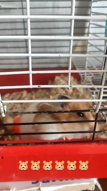 Хомяк Сольлясита🐹 смотреть онлайн