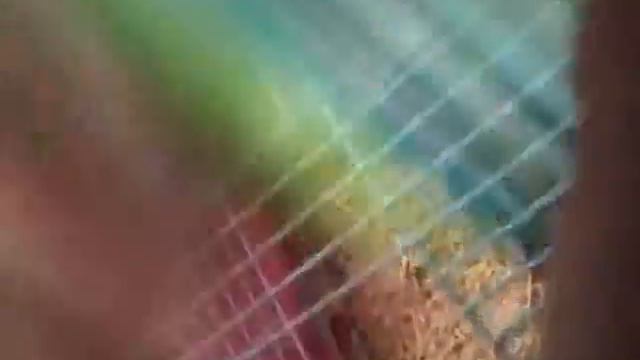 Айдын и хомяк и зубочистка смотреть онлайн