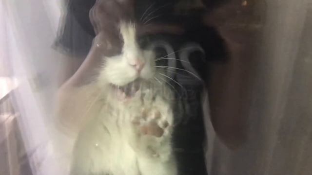 Мой кот просит меня открыть ему окно смотреть онлайн