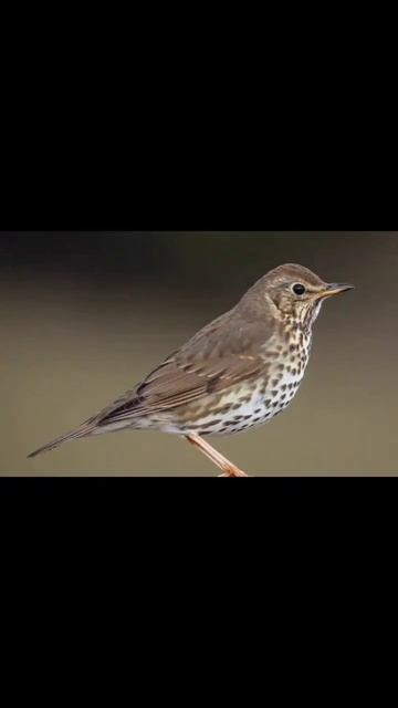 song trish singing /song trish bird #birds #birdsong #nature #singingbirds