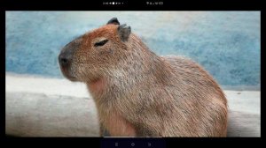 капибара премьера клипа 2024