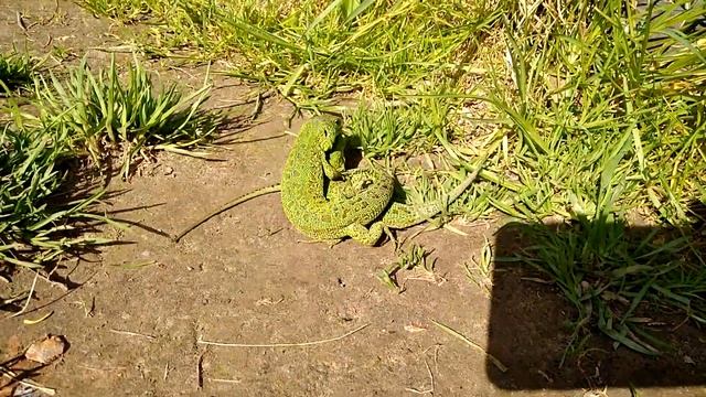 бой ящериц смотреть онлайн