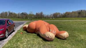 5.5m Giant Inflatable Lioness Inflation (Time-Lapse)