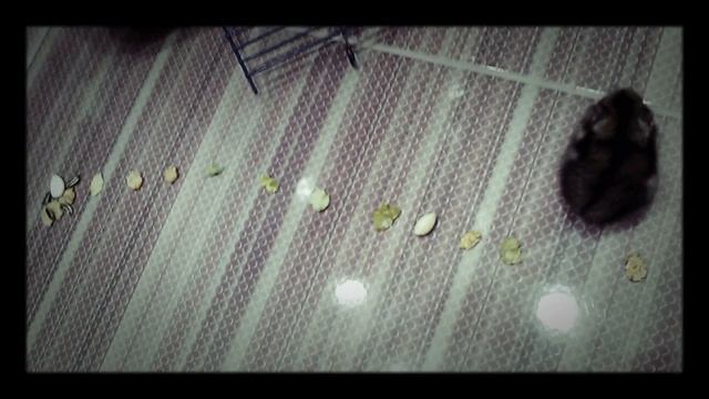 Забег хомяка Катя смотреть онлайн