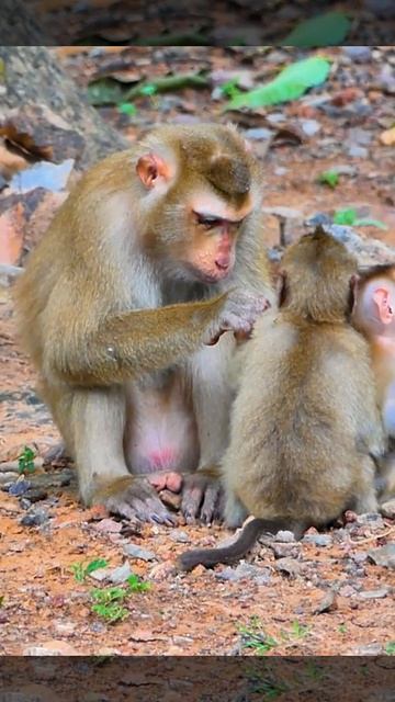 Hak Han MDJ Channel Daily Monkey Video #SHORTS #Animal #Monkey смотреть онлайн