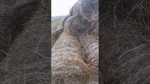 перевозка сена на т25 с прицепом 2птс4