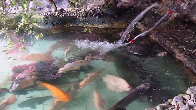 Arapaima Gigas In Fish Pond