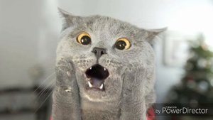 Голоса котов