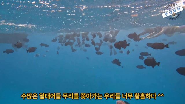 스노클링의 끝판왕! 터틀캐년 스노클링 세미프라이빗 보트투어, 뉴연세치과 하와이 워크샵에서 Turtle Canyon Snorkel (Semi-Private Boat Tours)