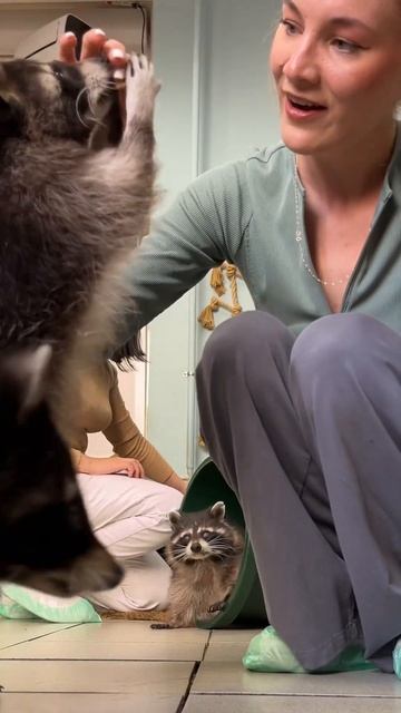 Енототерапия 🦝💗😍 #реки #dance #рекомендации #ootd #youtubeshorts #енот #pedro #животные #trend смотреть онлайн