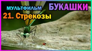 | Мультфильм | БУКАШКИ | 21. Стрекозы |