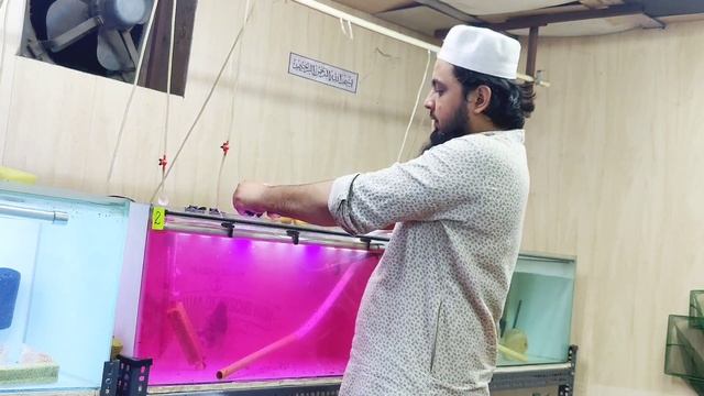 ADF P.P Bath for Discus Fishes | ADF | Aquarium of discus fishes | Discus Fish. смотреть онлайн