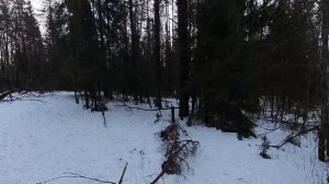 Что там у зверей в диком лесу? Шестнадцатый выпуск. Лесная жизнь в январе.
