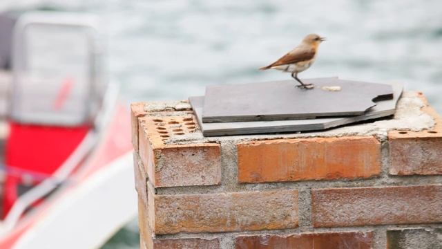 climbing on a RIB - Walrus Freya in Oslo - 24.07.2022 -- 3/9 смотреть онлайн