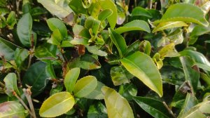 экскурсия на чайную плантацию Сочи, день четвертый 05.02.2025