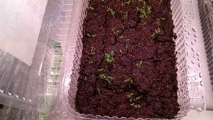 Обзор рассады петунии и земляники