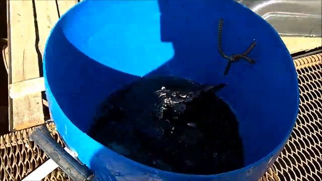 Зарыбление осетром нижнего водоёма 200 кг. смотреть онлайн