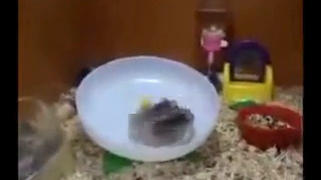 Очень смешные хомячки смотреть онлайн