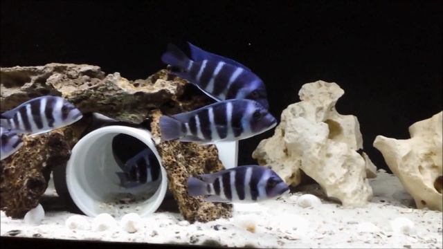 Mikula Gibberosa Frontosa Feeling at home смотреть онлайн