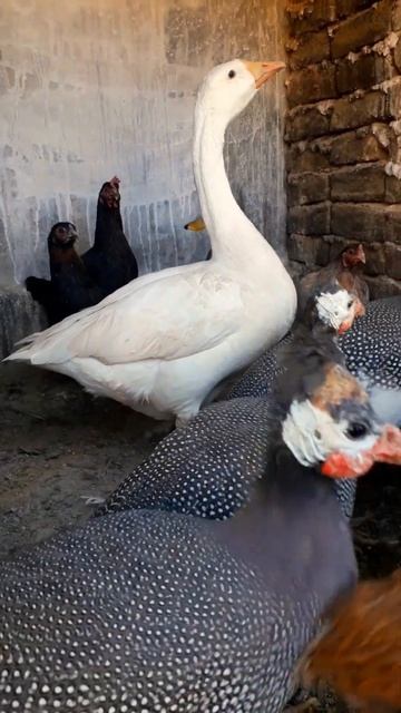 chicken, Rooster, Gooses, Guina Fowls, #cute #funny #pets #viral #shorts #youtubeshort смотреть онлайн