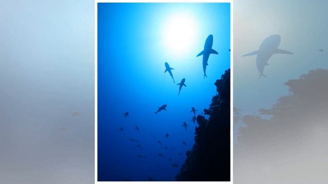 Blue planet 2 cameraman nearly died during filming after terrifying whale encounter смотреть онлайн