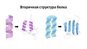 Лекция 1. Химия белка.