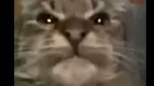 ОРИГИНАЛ КИТ ТЫ МАМУ МАВ А ТАТА МАВ А БРАТА МАВ