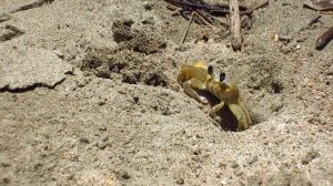 Crab eating chips (HD)