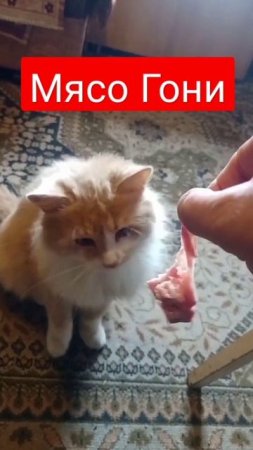 Котофеич.Либит мясо и кошек)))