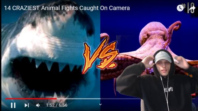 What Did I Just SEE! 14 craziest animal fights caught on camera (REACTION!!) смотреть онлайн