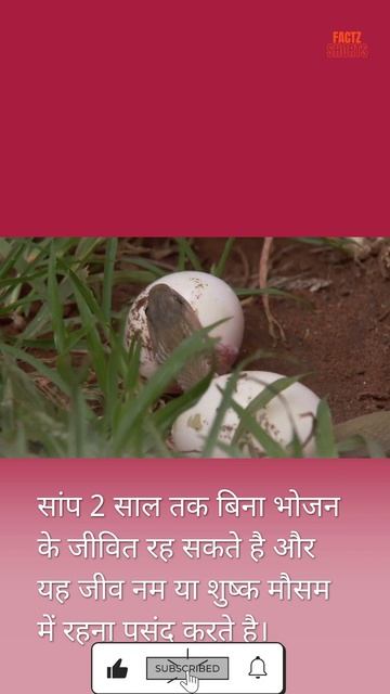 Facts About Snakes in Hindi - सांप से जुड़े रोचक तथ्य #shorts #animalfacts #snake смотреть онлайн