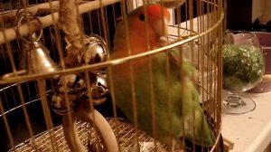 Говорящий неразлучник. Привет, птичка.MPG
