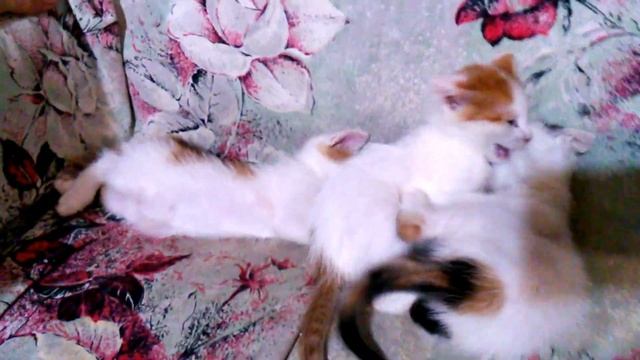 Хвостатый позитив. Часть 3 смотреть онлайн