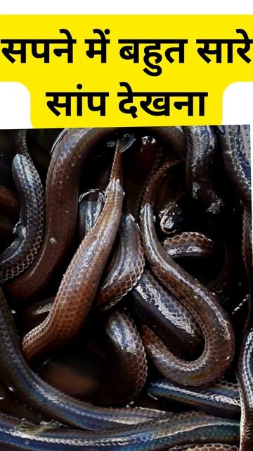 सपने में बहुत सारे सांप देखना शुभ या अशुभ #shorts #shots #shortvideo #shortsfeed#shortsyoutube смотреть онлайн