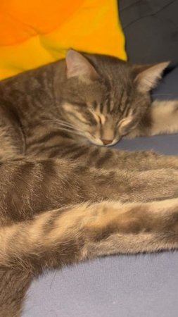 Кот спит сладко 🐱