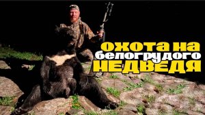 охота на БЕЛОГРУДОГО МЕДВЕДЯ. охота на ГИМАЛАЙСКОГО МЕДВЕДЯ в Приморском крае. Ночная охота.