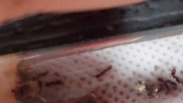 Gnamptogenys sp. French Guiana 18.07.2022 смотреть онлайн